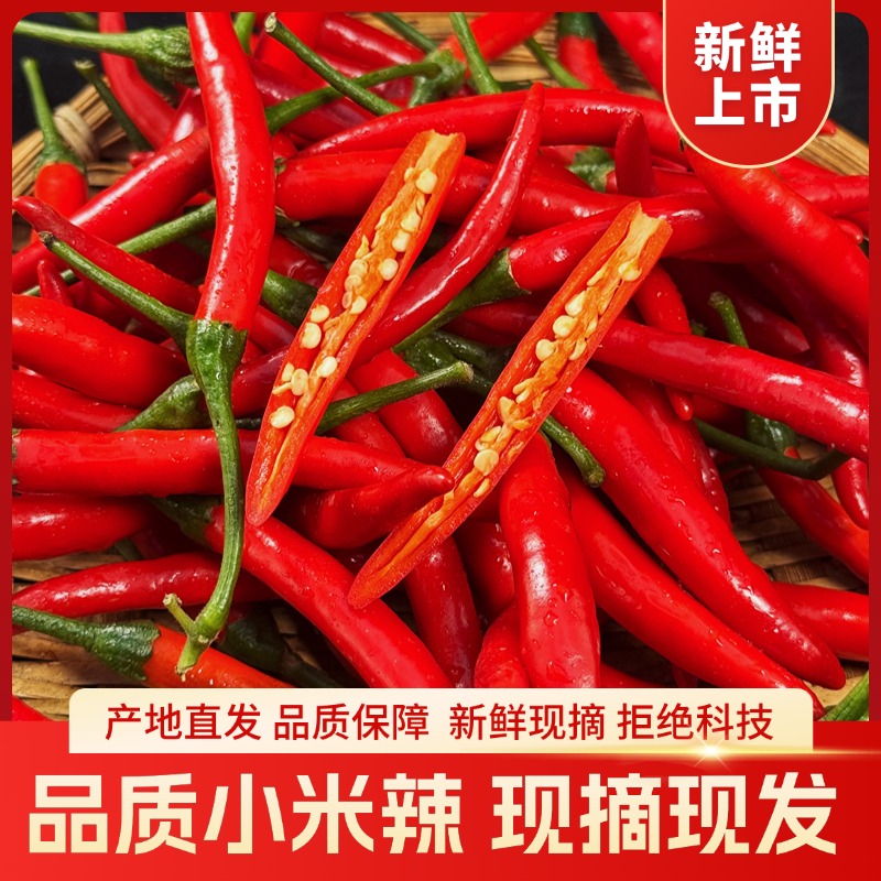 云南高山新鲜现摘特辣小米辣朝天椒红辣椒