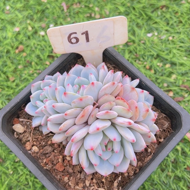 健健康康平平安安