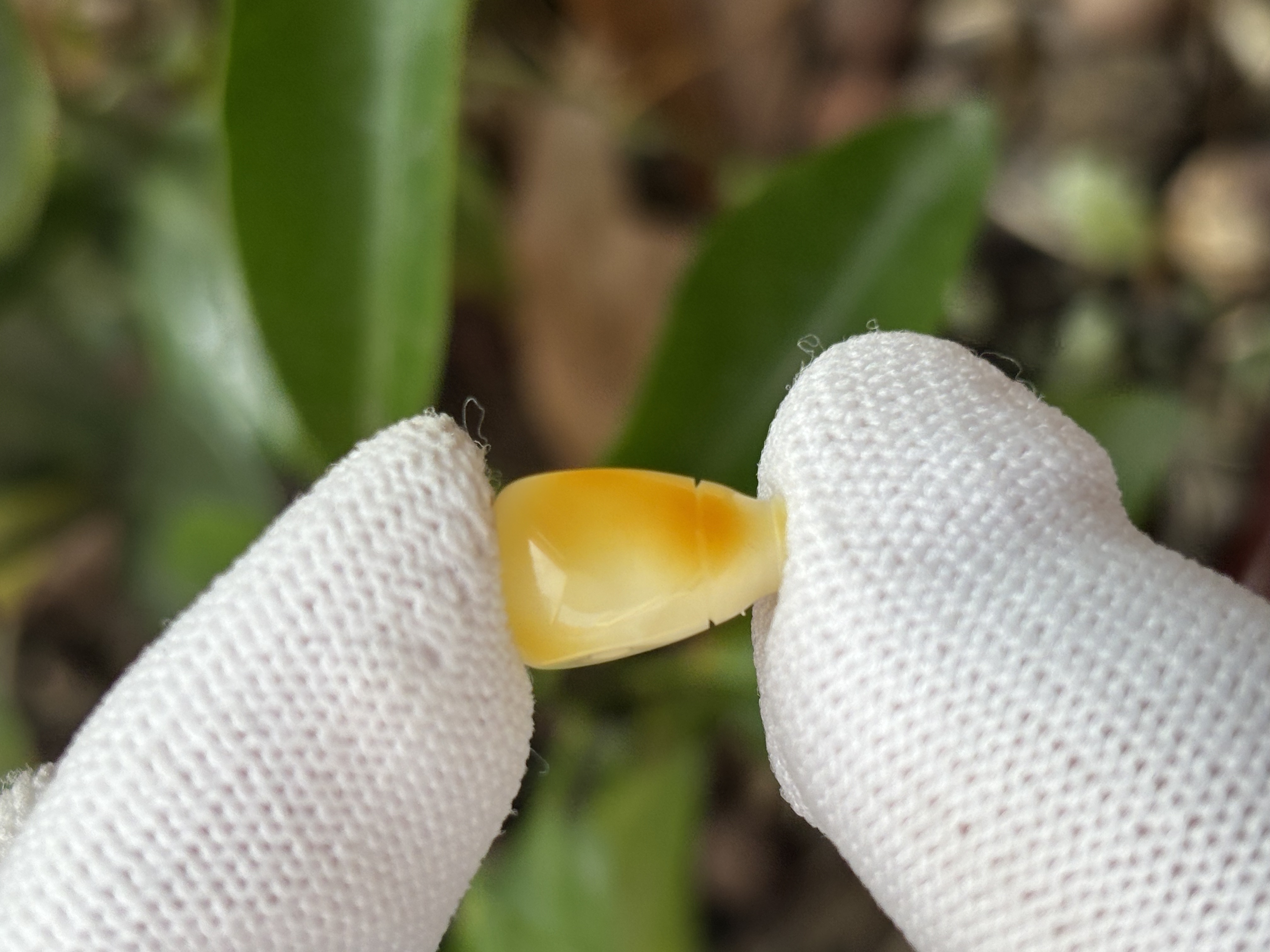 4677天然蜜蜡琥珀三通配饰8.1x7x13.4mm