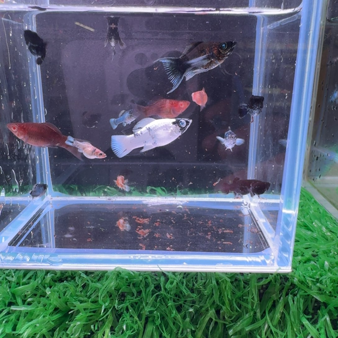 海水鱼多乐玛丽苗15➕两15