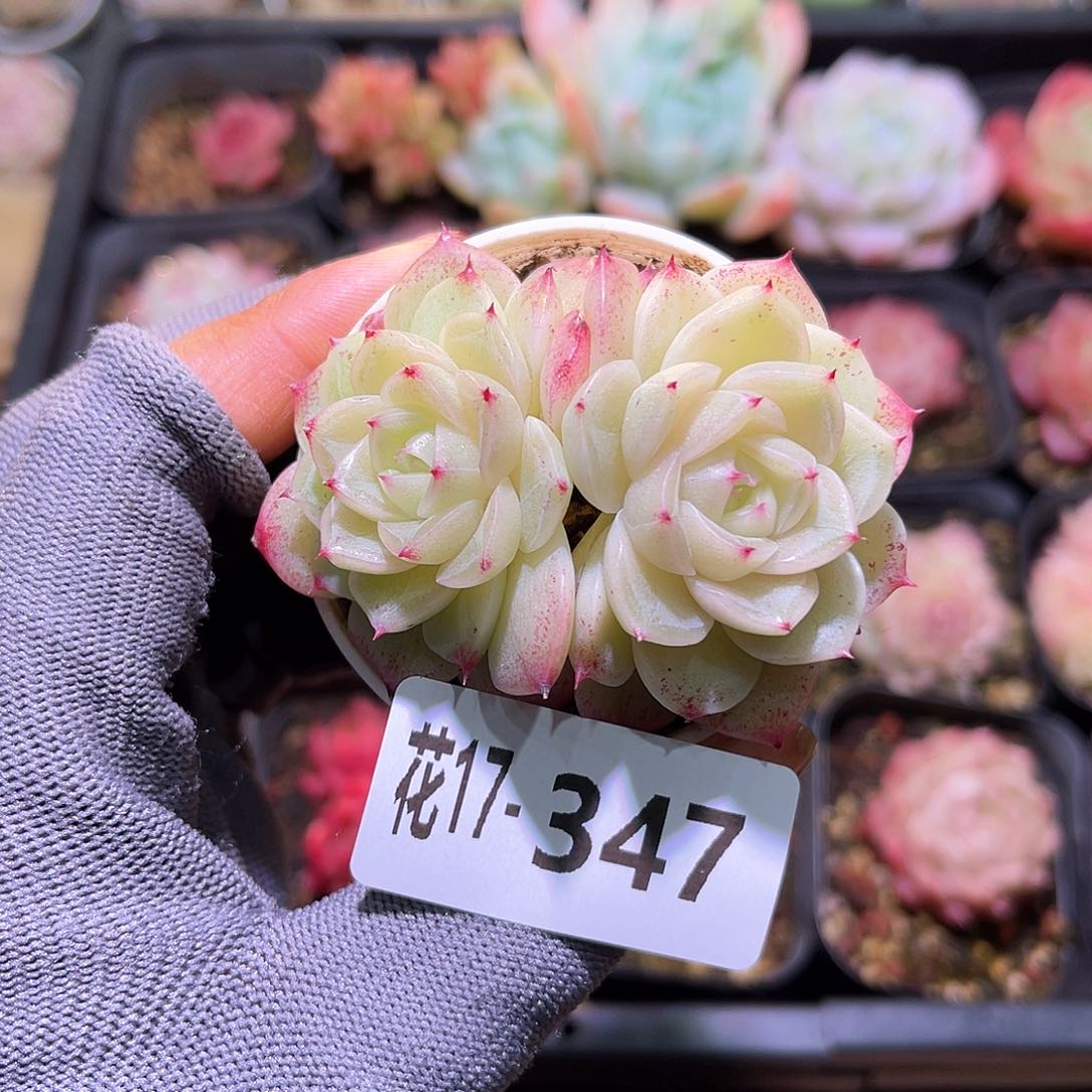 花17-347麦秆双头