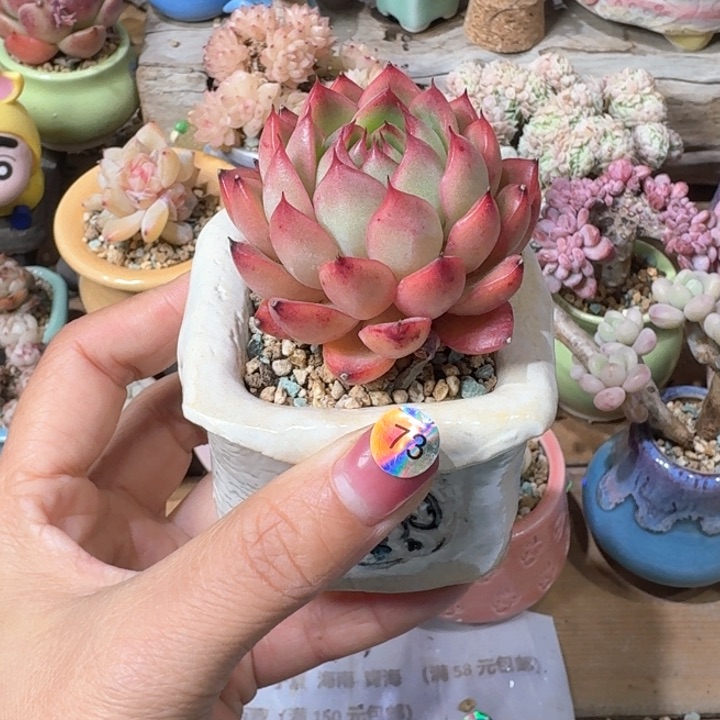 73多肉含盆土 30元包吃 ➗偏远地区