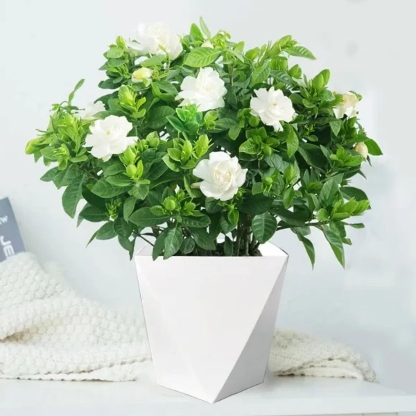 浓香型栀子花盆栽绿植花卉植物室内客厅阳台庭院四季好养