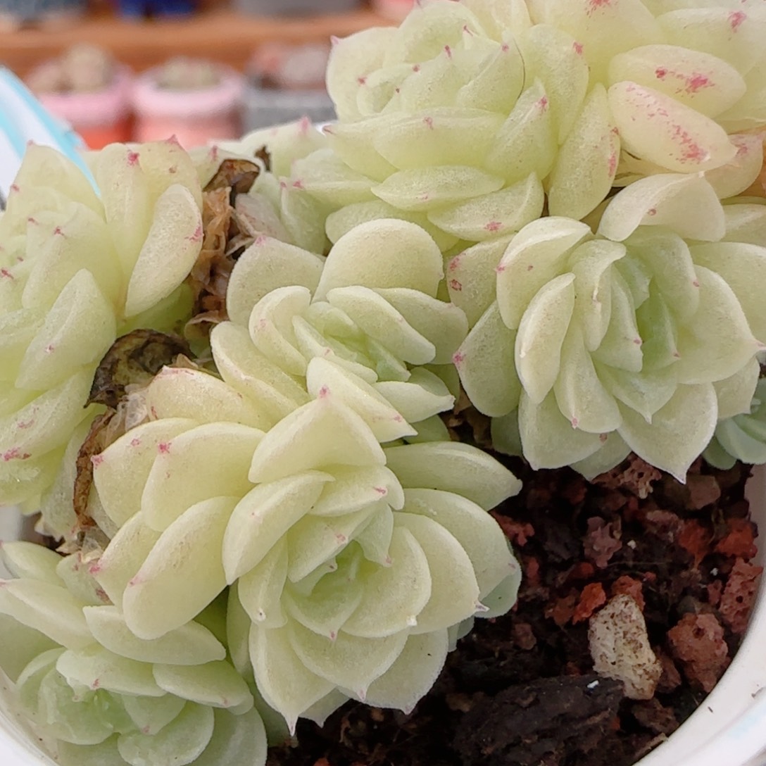 花语多肉1204-290散