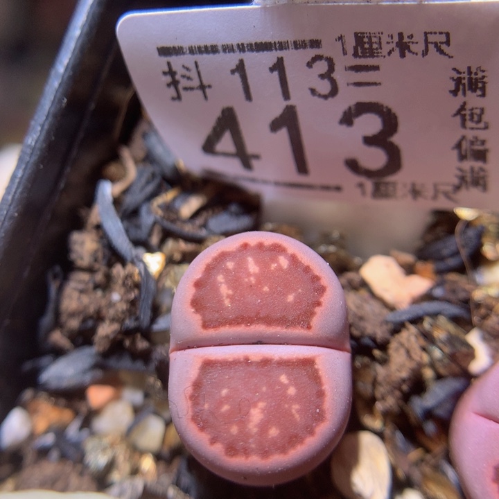 精品生石花113.413