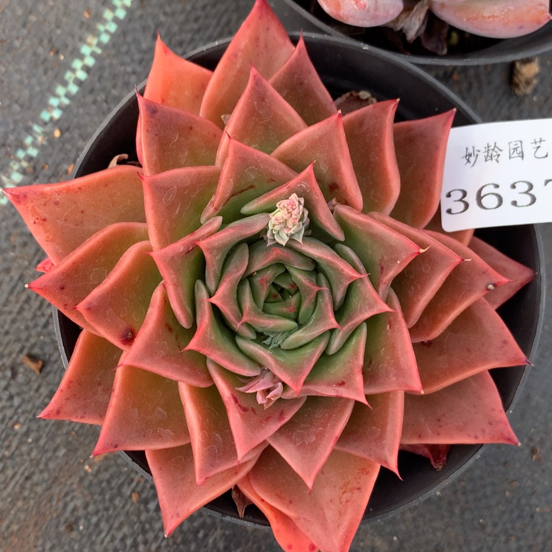 3637杂交精品基地11厘米