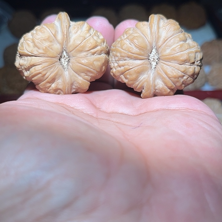 木42全品精品大克重南瓜敦