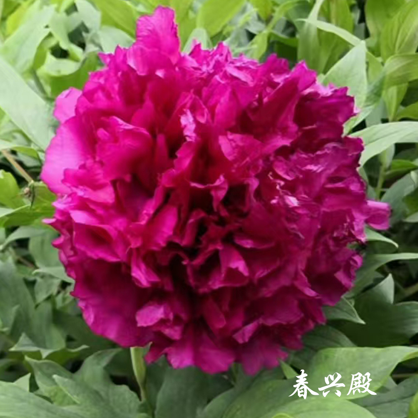 【春兴殿】裸根牡丹包对版-庭院阳台花卉深紫红色重瓣大花