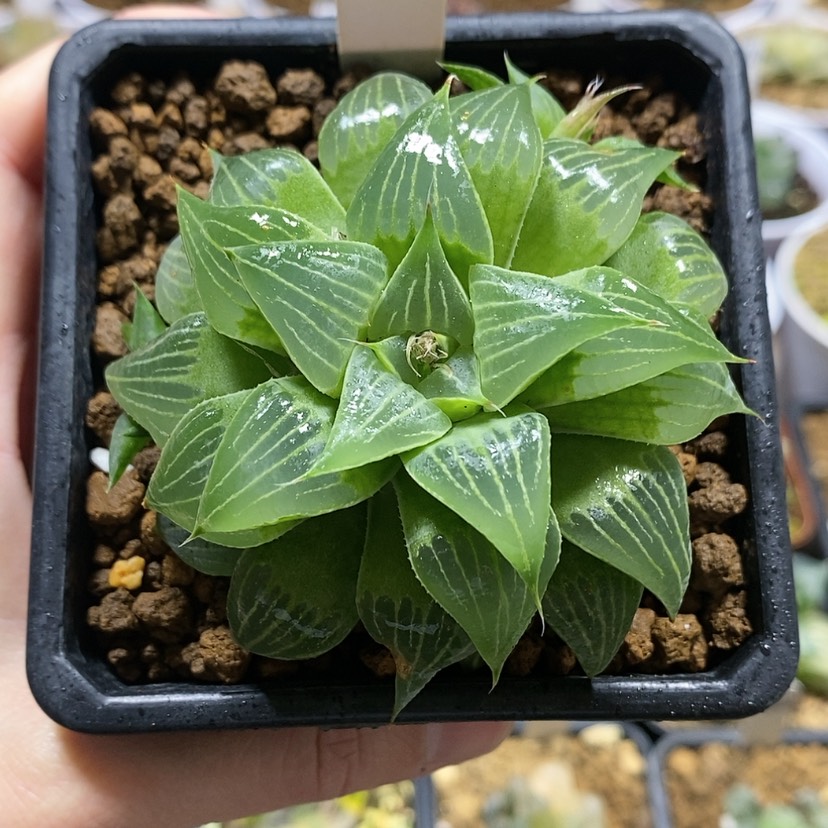 【闪购商品】67葫芦寿