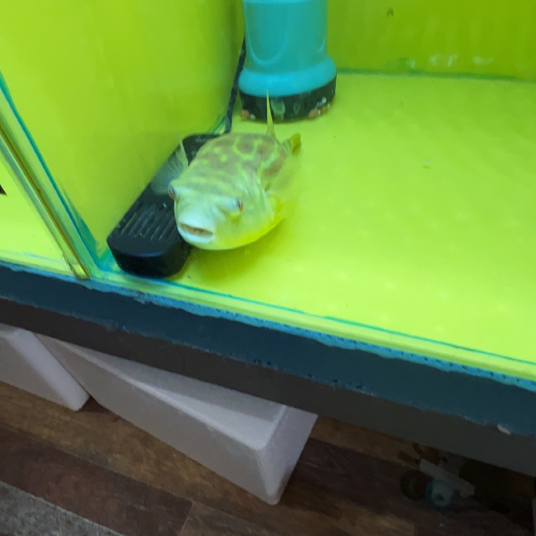 海水鱼斑马狗头24厘米 