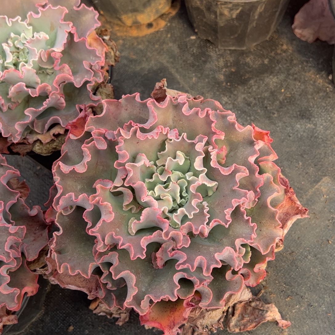 高砂之翁大单头老桩