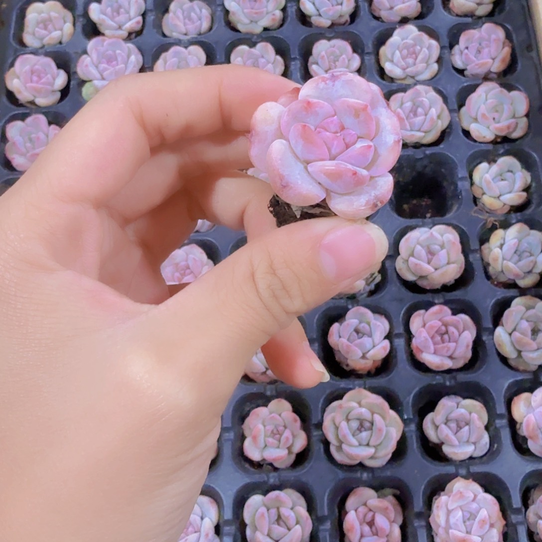 草莓冰沙两颗一组