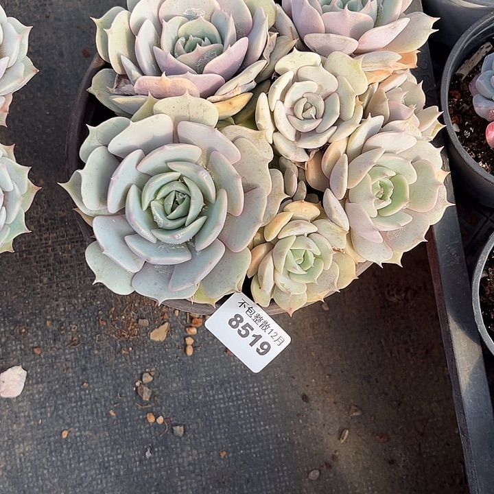 阿雅园艺。        8519露娜莲