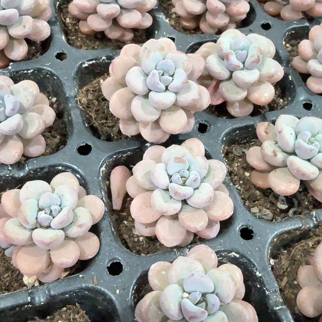 香芋团 穴苗 3颗一组