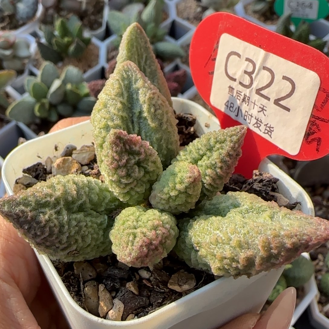 七彩龙珠。    322。    