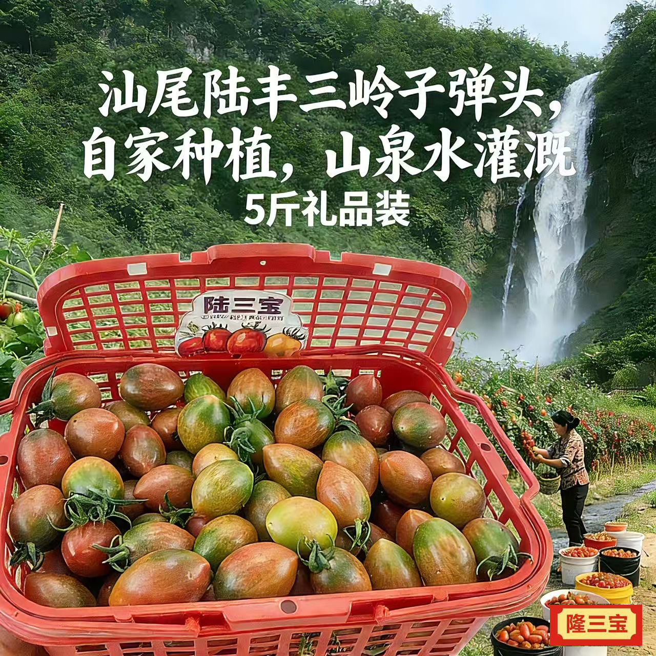 5斤礼盒装汕尾三岭紫弹头小番茄泉水灌溉脆爽清甜当季水果圣女果