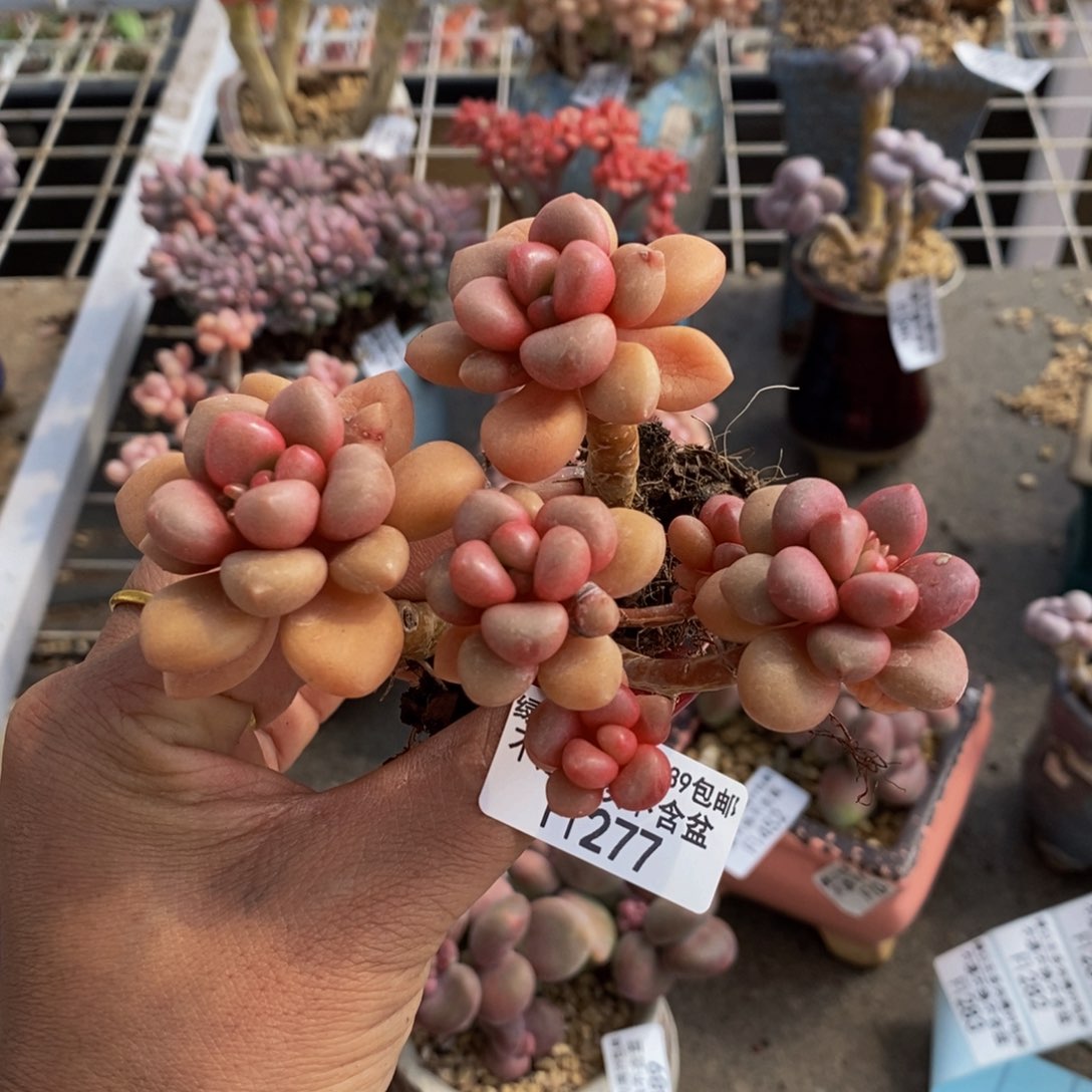 先锋派277/8cm多肉