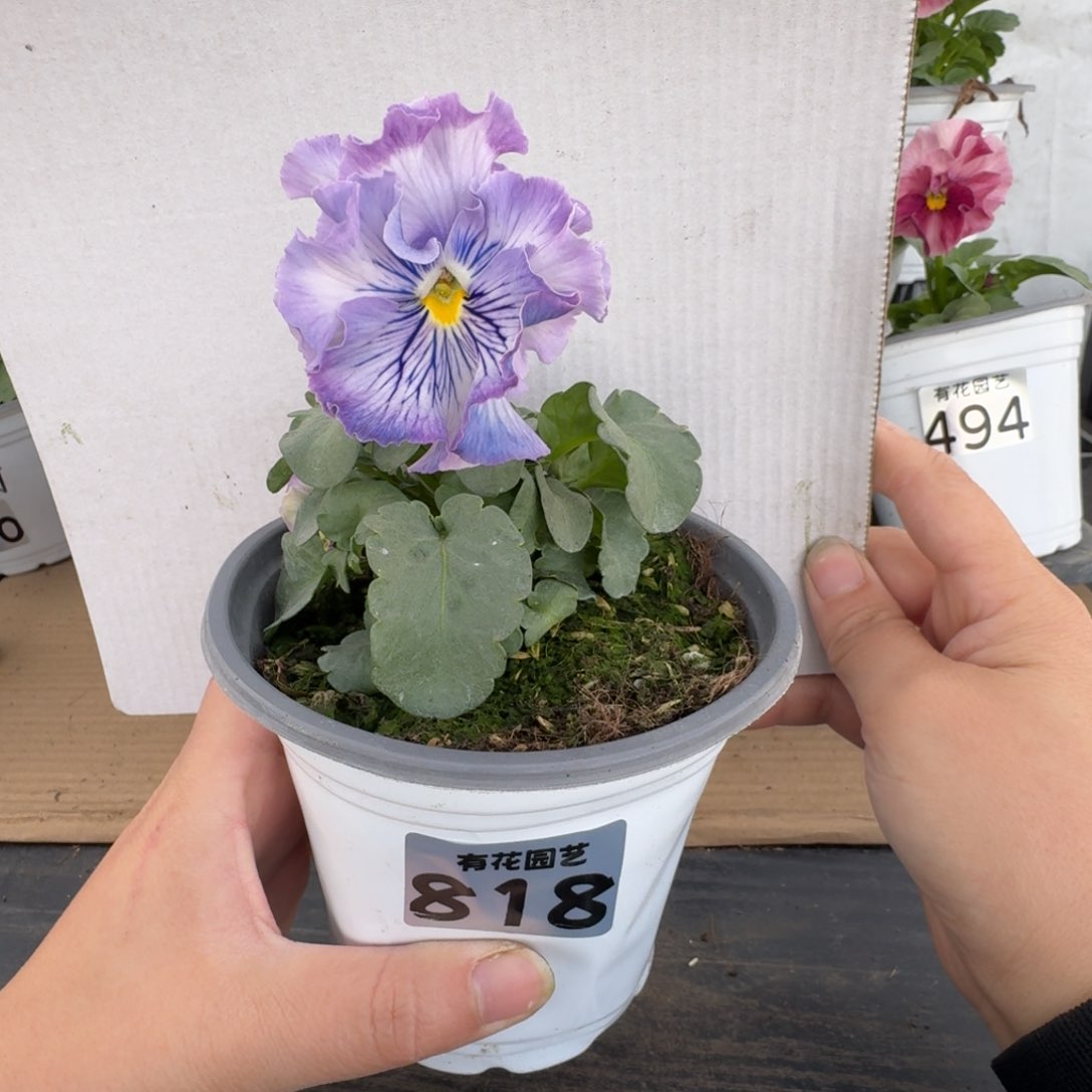 全部花朵818号角堇
