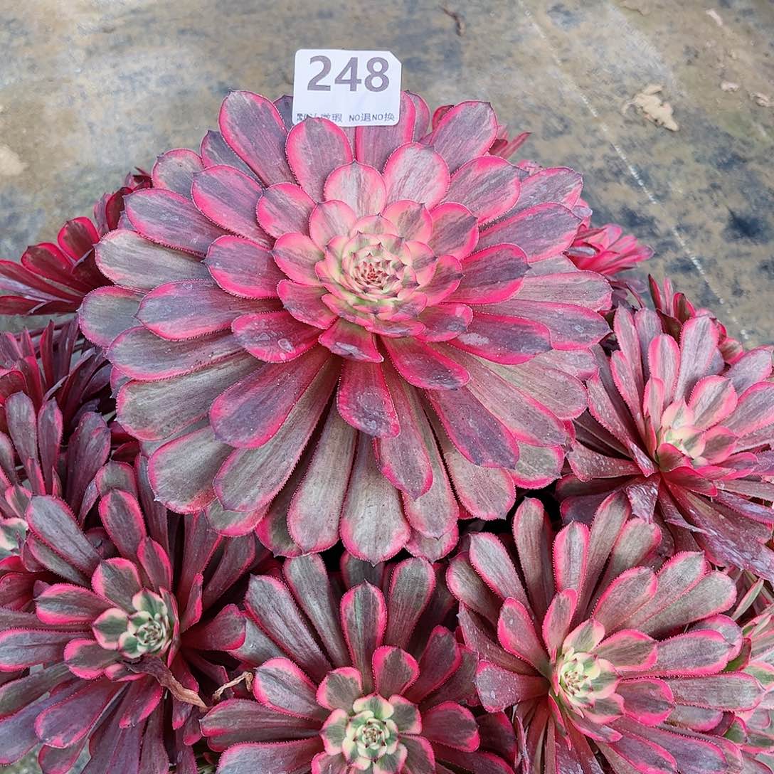 无花朵用****月多肉植物十里红妆248寄养