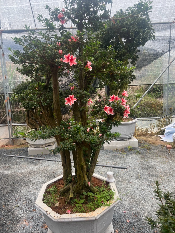 紫花杜鹃老桩嫁接百合