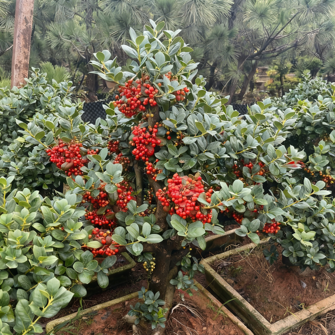 金玉满堂红果盆景火棘耐寒耐热室外四季常青观果绿植盆栽庭院