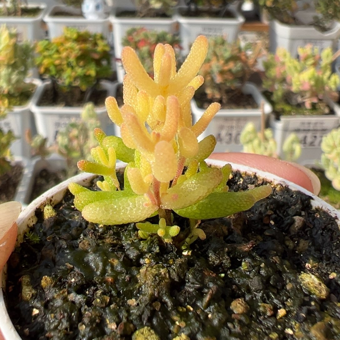 28-691枝干番杏多肉糖球3号锦五圆盆