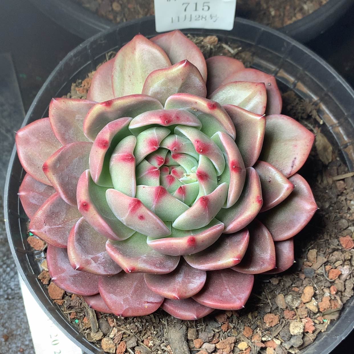 【闪购商品】云715号