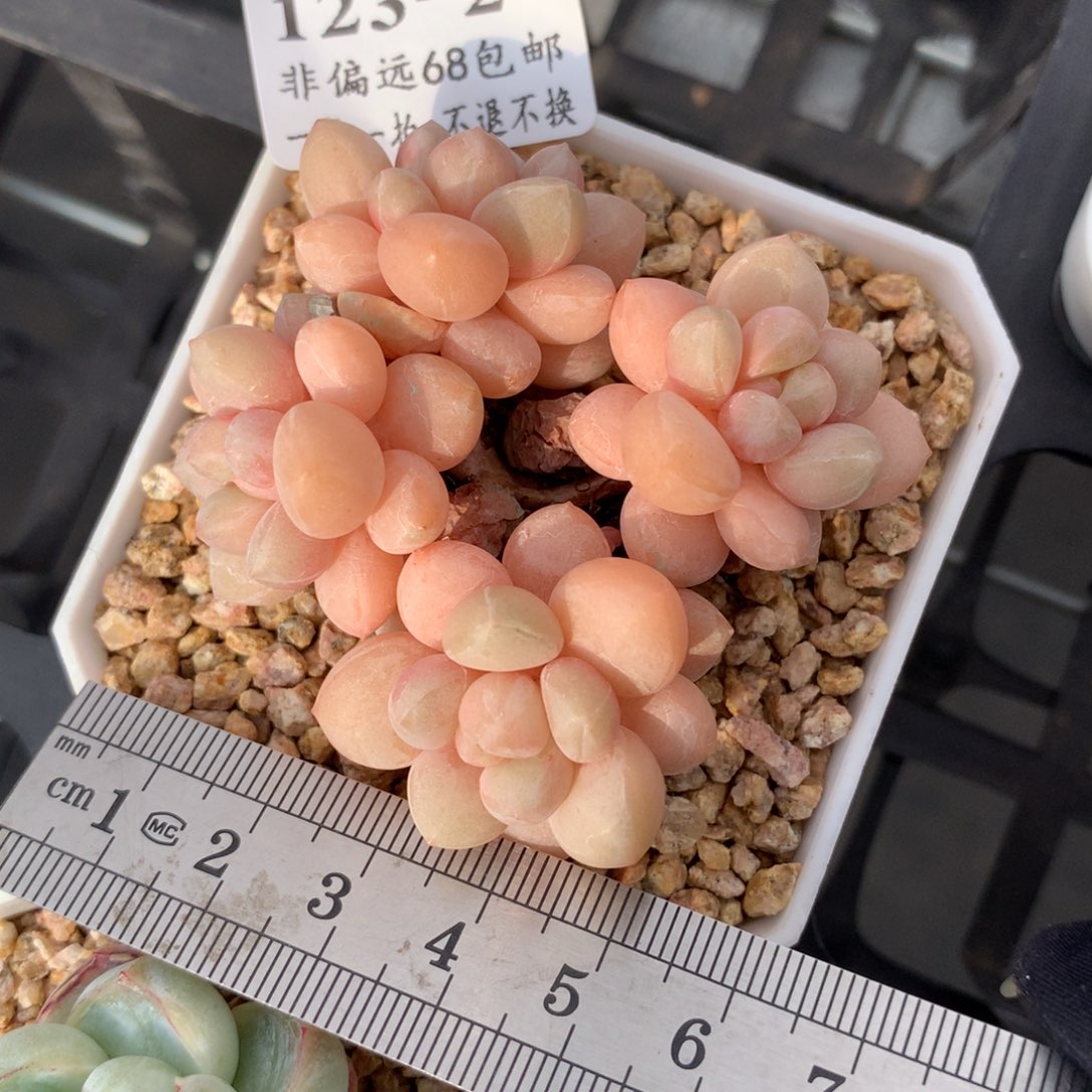 2。泡泡糖。满六八包邮。初八发货。