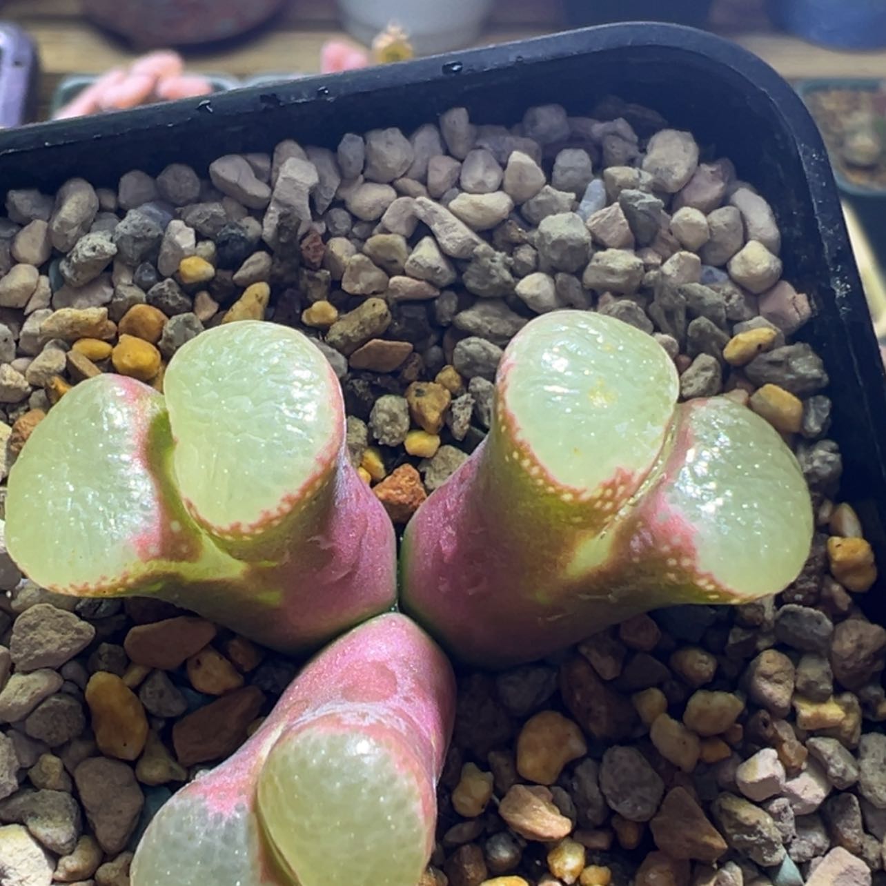 【闪购商品】紫体绿窗