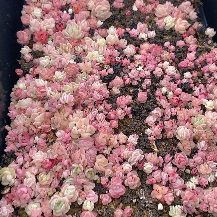 198 多肉植物盆栽花卉植物