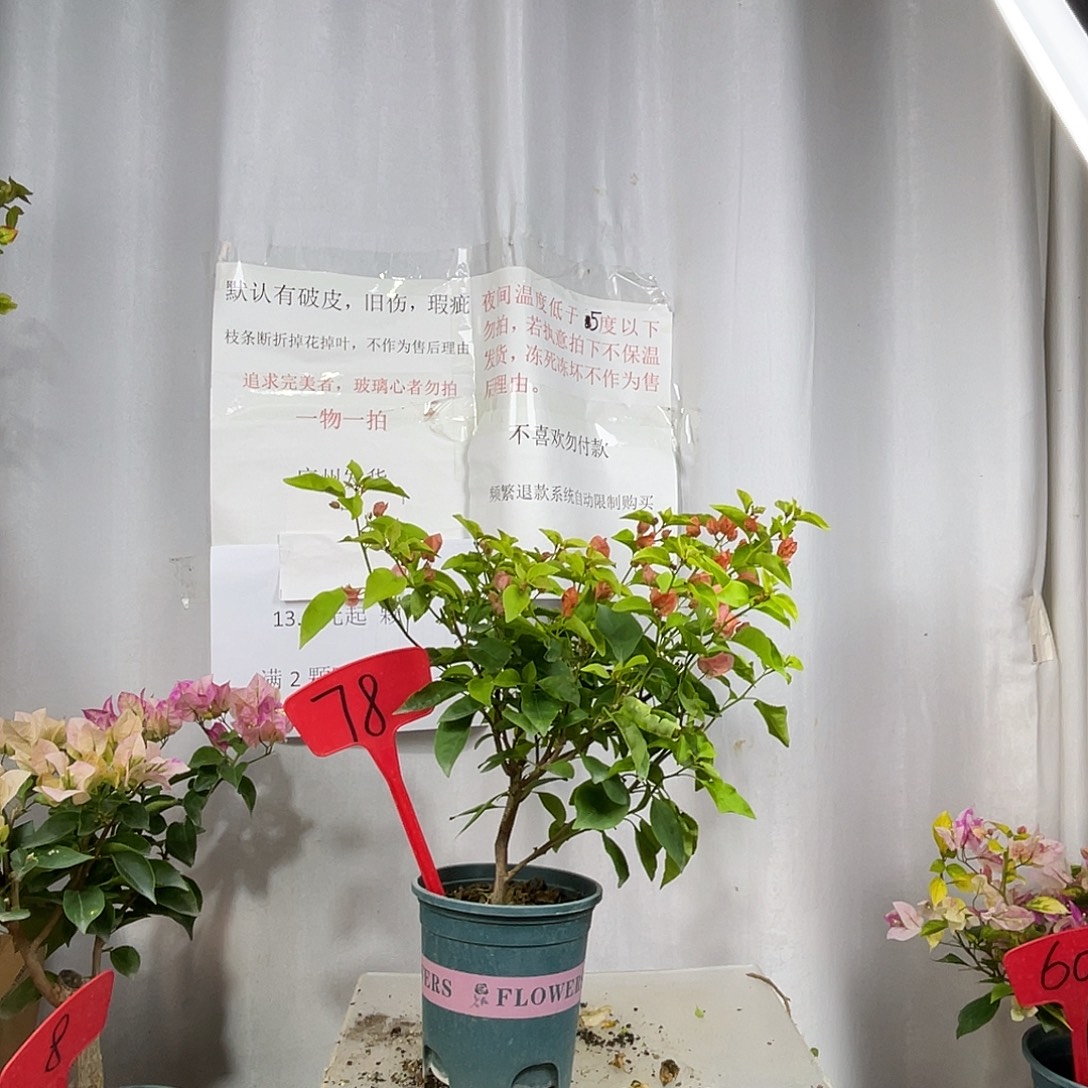 当前无花栽培后可以开花78阿奴娜盆苗