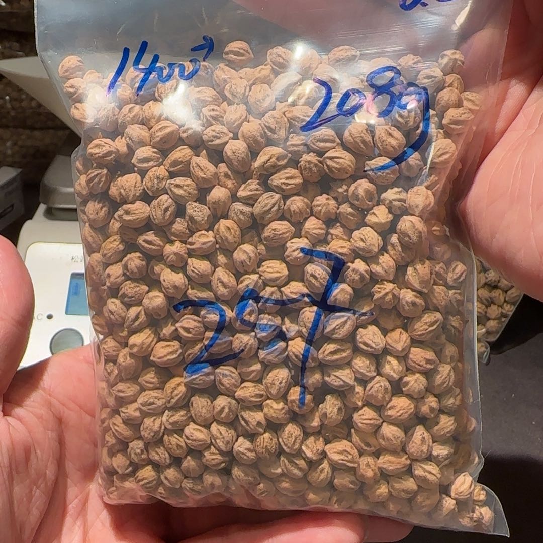 柏香籽/百香籽吊坠藤*6.5 208g