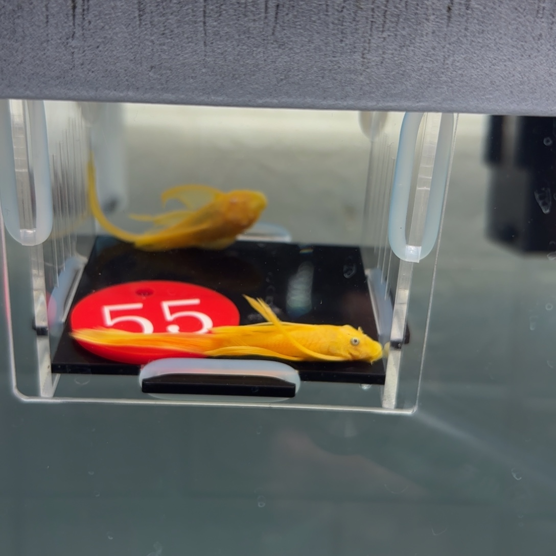 清道夫鱼55号牌黄金大帆2条5➕