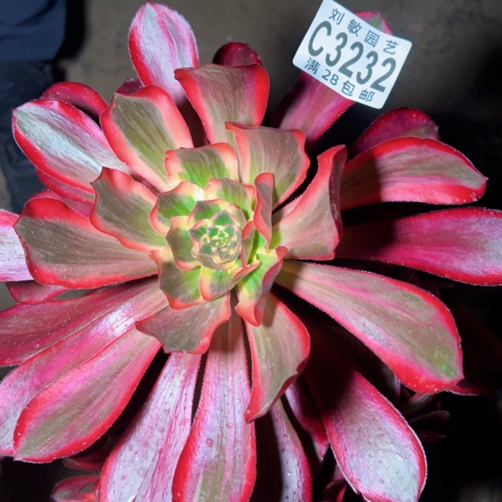 3232红魔女多肉植物法师