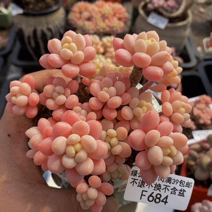 鱼子酱10cm684多肉植物