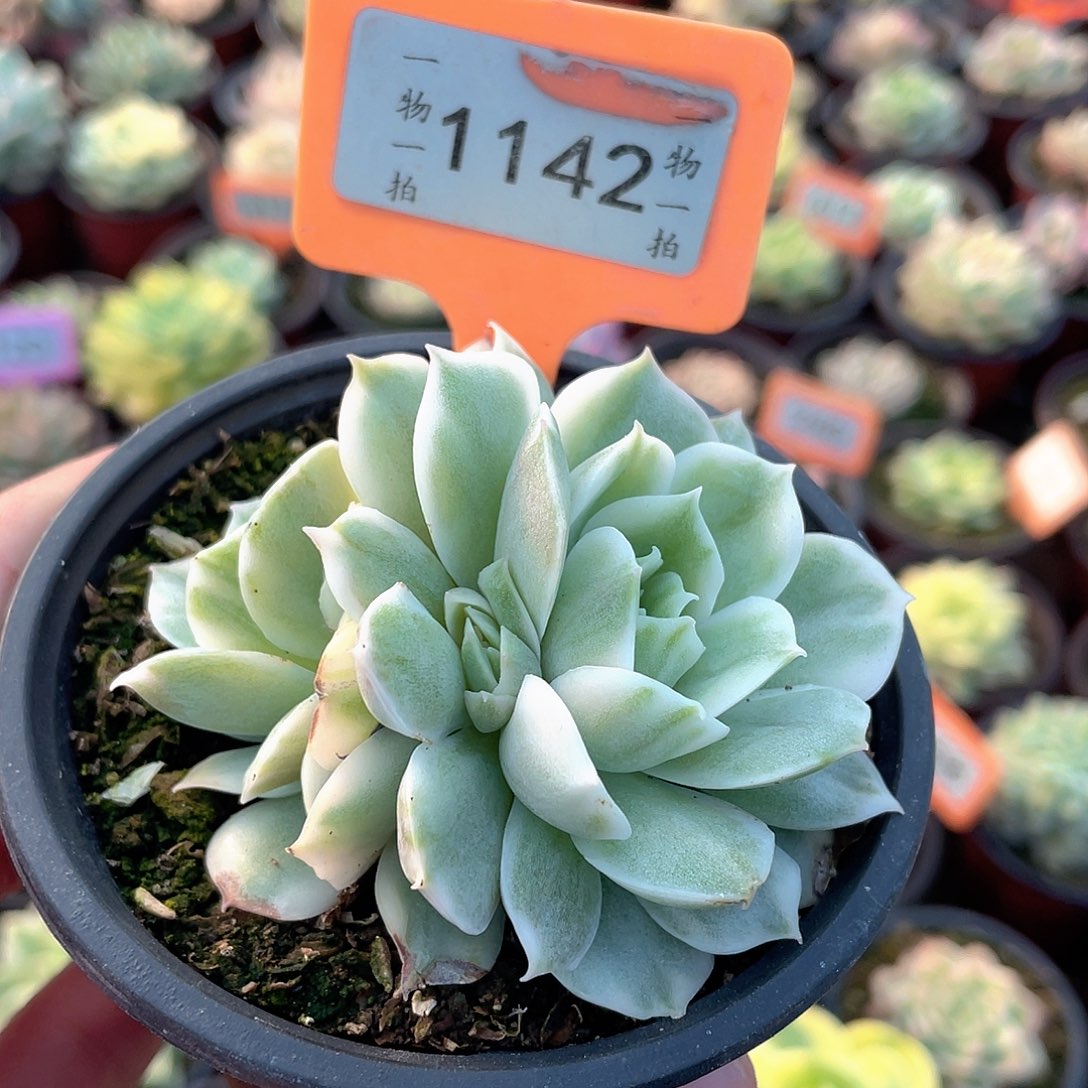 果***了1142号多肉植物盆栽