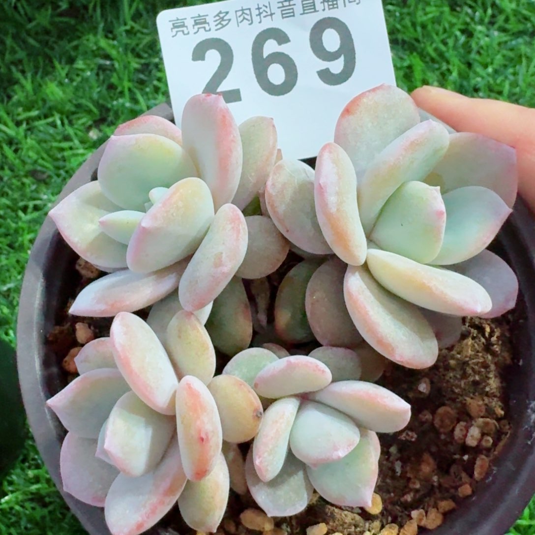 奶茶       多肉植物