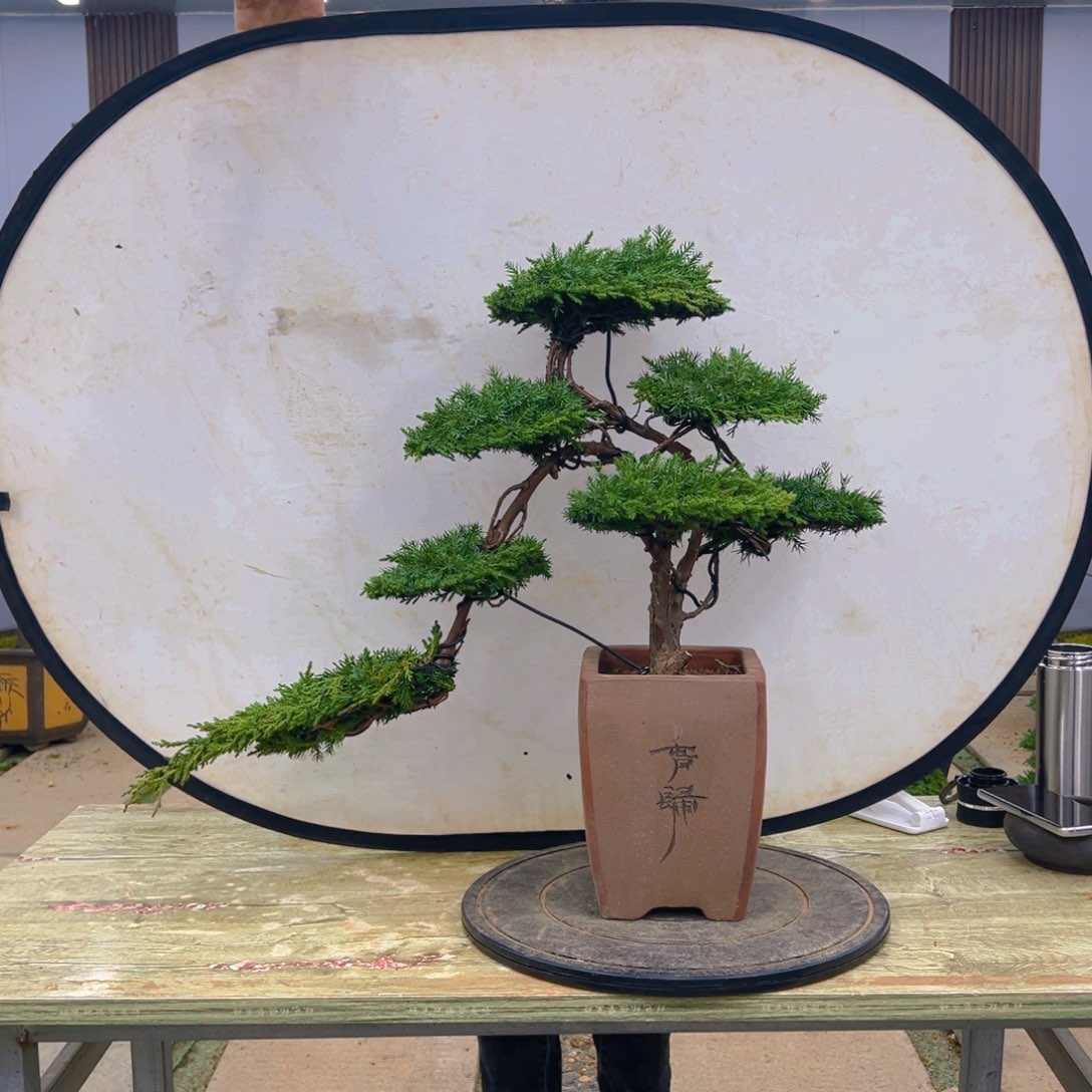 盆景龙爪松造型盆景