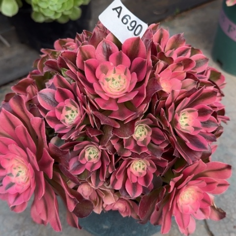 690香妃22厘米左右