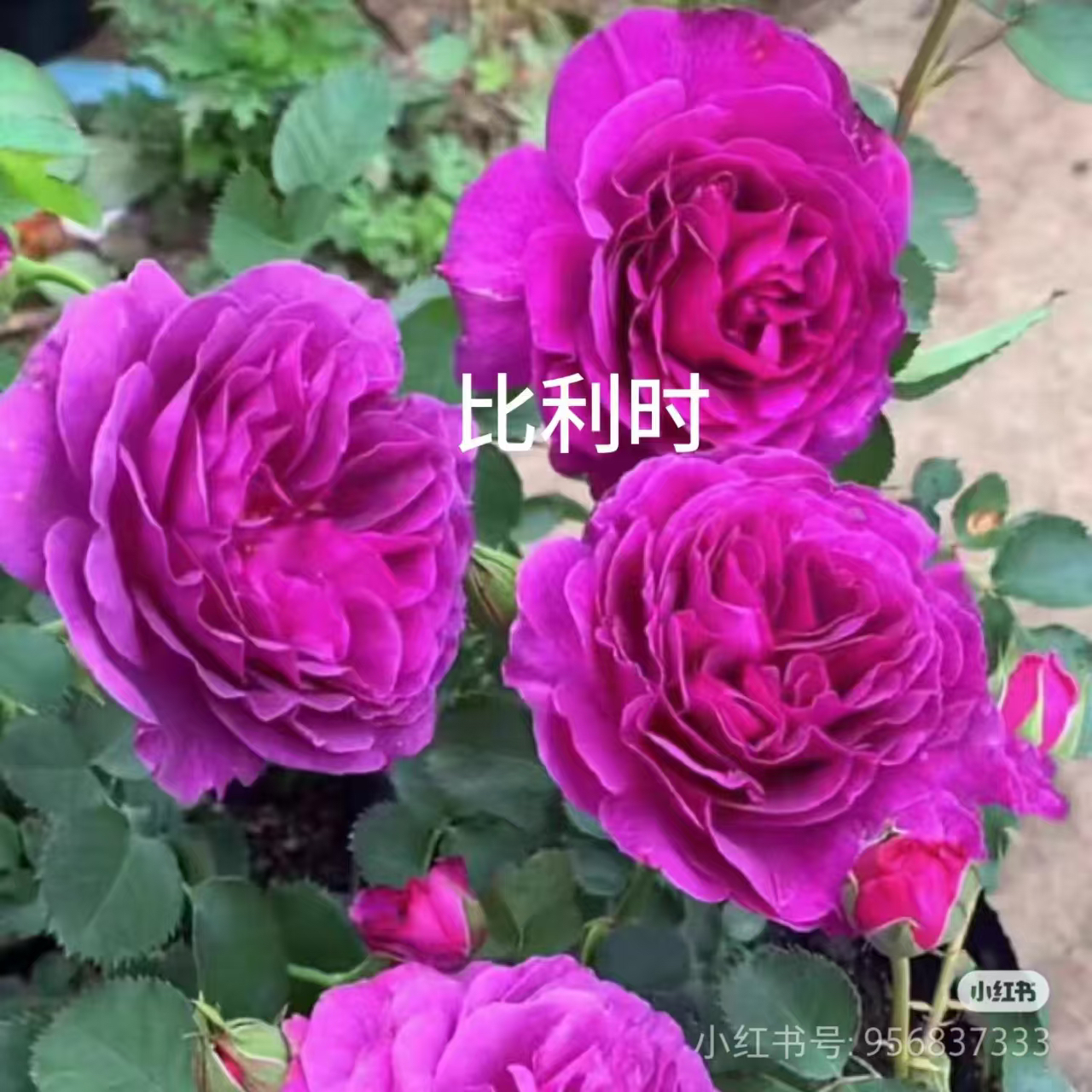 比利时爬藤月季大花朵阳台室外庭院耐寒好养植物