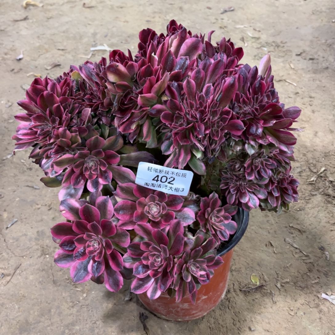 402雅典娜缀化多肉植物法师