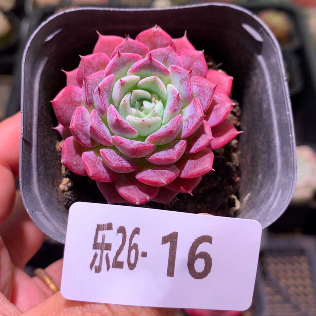 乐然26-16 胭脂单头