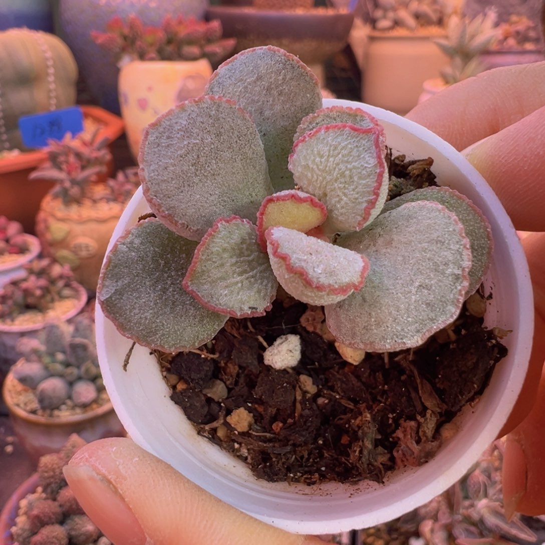 一组自拍，感谢支持