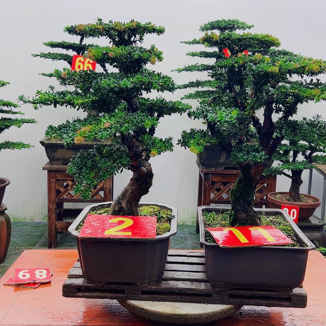 不开花植物罗汉松