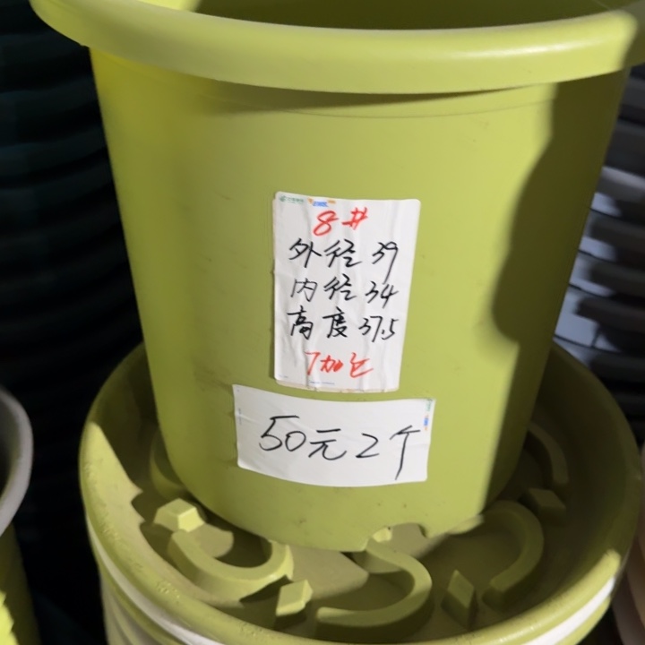 四季8号果绿无托3个特价微瑕