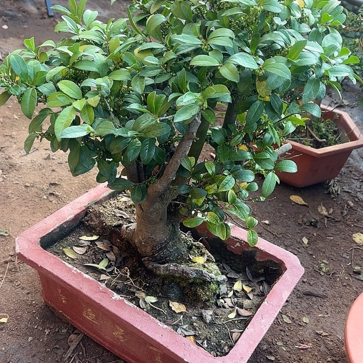 相****无花朵哈哈哈哈哈