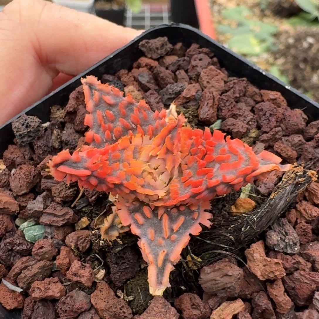 优选园艺芦荟一物一拍