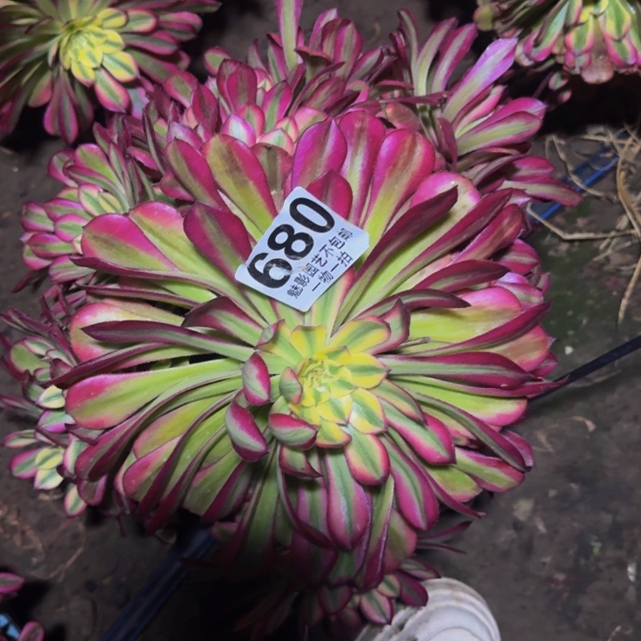 后羿花29-7包邮花花