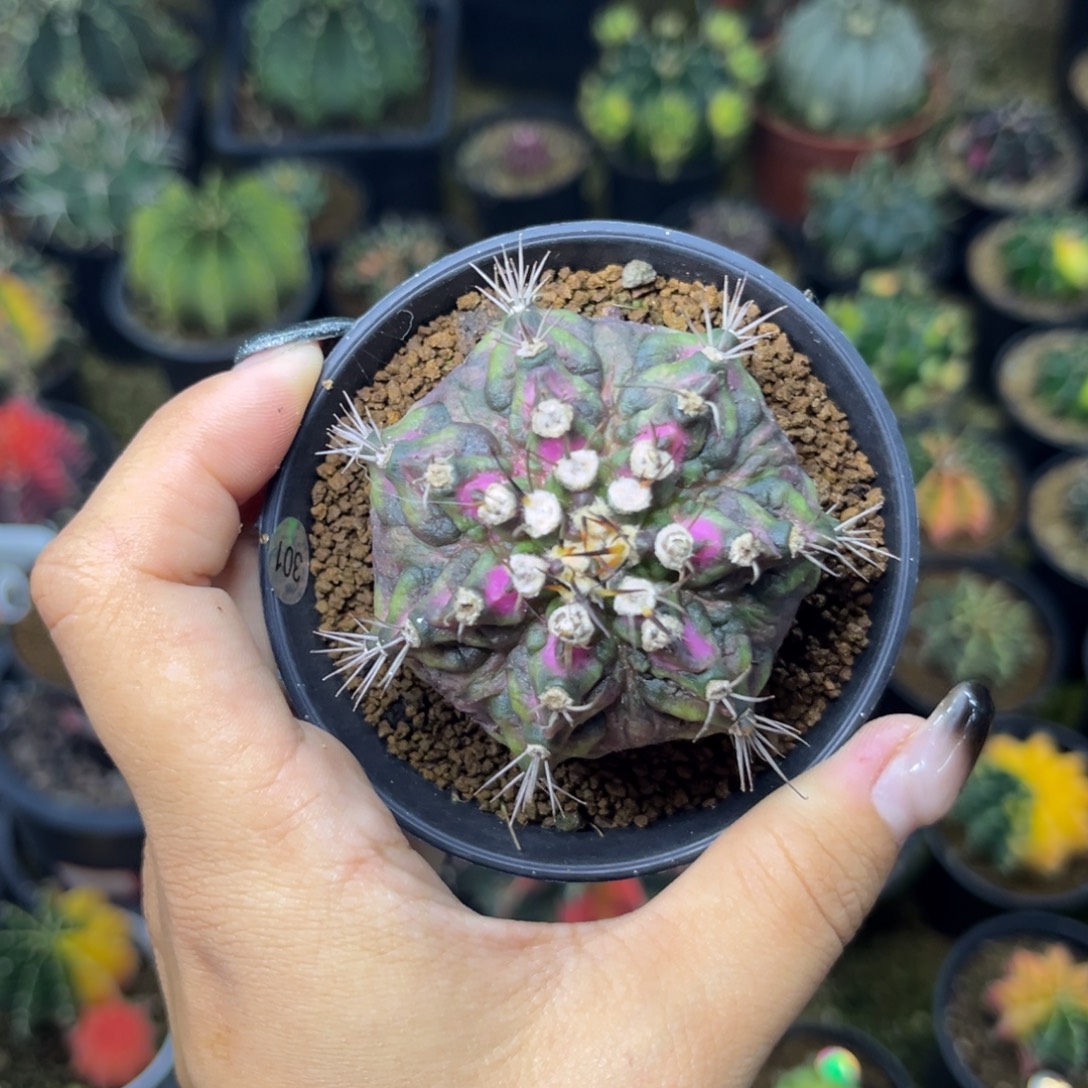 恐龙海神，带盆土 