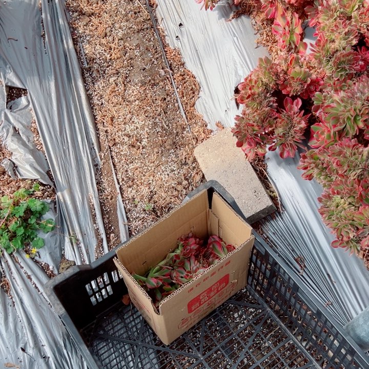 砍头苗醉话苗5个多肉法师